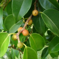 Ficus benjamina L.